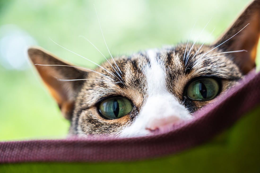 image_MuGP5u1.png Een ode aan de katten van Gamer.nl