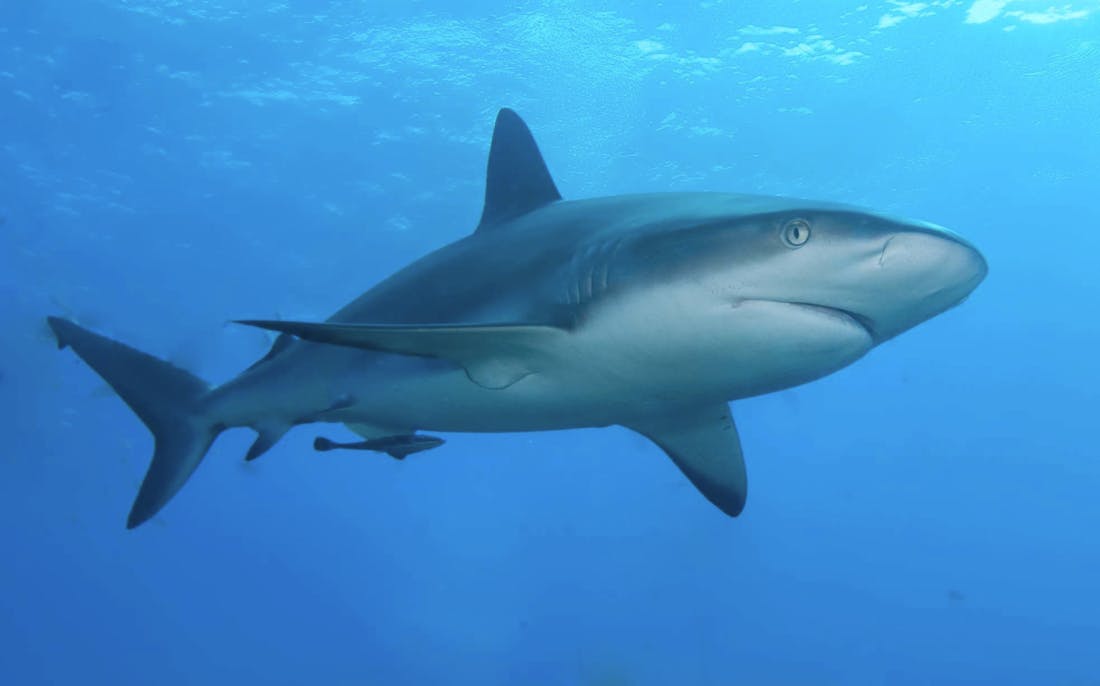 caribbean_reef_shark_neiRLNh.jpg Lekker mensen oppeuzelen in Maneater