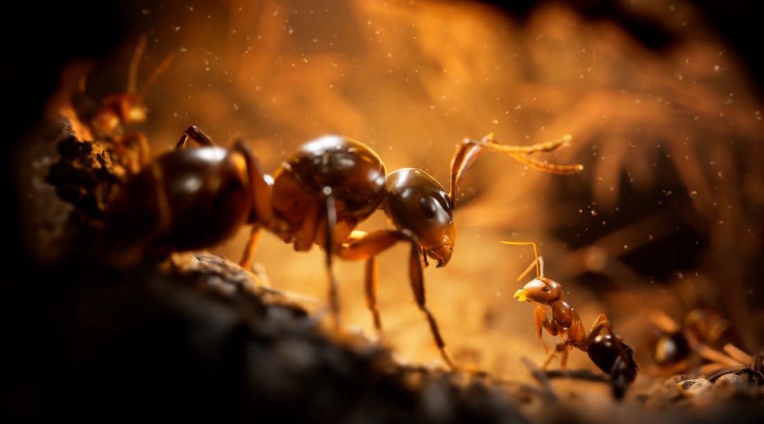 Empire of the Ants Empire of the Ants verschijnt op 7 november